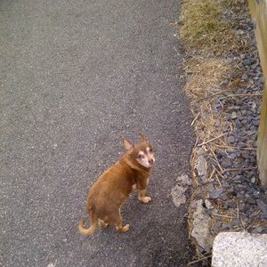 Meet your Posher, Nikko